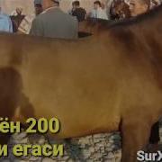 Сурхандарё Сариосиё Пайшанби От Ва Мол Куй Бозор Нархлари Мархамат