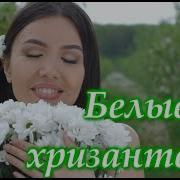 Белые Хризантемы Песня