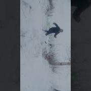 Маричка Пародия Вид Сильради