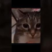 Кот Поет Про Россию