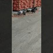 Мурги Марчон