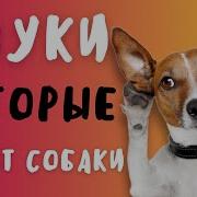 Собака Зовёт Своих Щенят