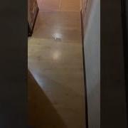 Аллаха В Рот И В Рот Ему Насрал