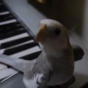 Сockatiel Singing My Neghbor Totoro Попугай Корелла Поет Саундтрек