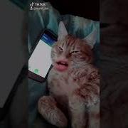 Мурка Тик Ток Песня
