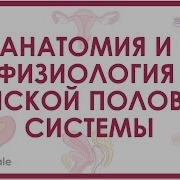Анатомия Девушек