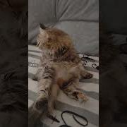 Кот Cat Мур Мур Мяу