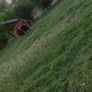 Animals Mating Top 10 Dog Mating And Funny Animals Mating Compilation