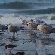 Классика Гитара Под Шум Моря