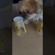 Лучшая В Мире Собака