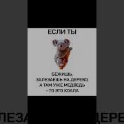 Приколы Про Медведей