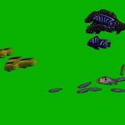 Рыба Зеленый Экран Fish Green Screen