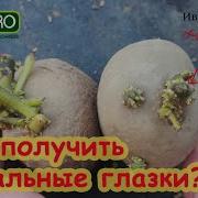 Выращивание Картофеля