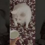 Кот Блюёт От Сметаны