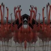 Kongos Birds Do It