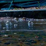 Пузыри На Луже Во Время Дождя Звук Дождя Дождевые Капли Громко Падают В Лужу Звук Дождевых Капель