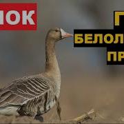 Голос Манок Гусь Гуменик Призыв