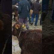 Чон Алай Дара Оот Мал Базары Арзан Уялар Торпок Огуздор Кунажындар