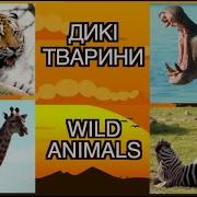Вчимо Слова Дикi Тварини Росiйською Та Украiнською Мовами