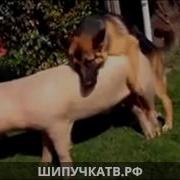 Секс Видео Мода С Секс С Животными