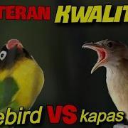 Masteran Kwalitas Lovebird Vs Kapas Tembak Durasi 1Jam Jeky Gigi