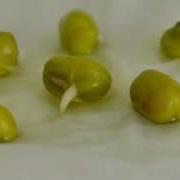 Moong
