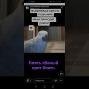Попугай Матерится Ёбаный Рот Блядь Нихуя Сука Попугай Ругается Матом