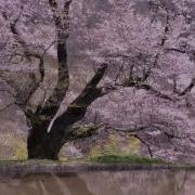 Violin Concerto No 4 In D Major K 218 I Allegro Давид Ойстрах