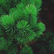 Цыганская Песня Смоленские Сосны