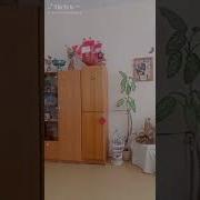 Летят Гуси С Беларуси