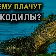 Почему Ты Плачешь Крокодил