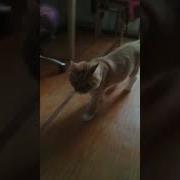 Котик Дивный