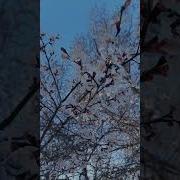 Хадисы И Аяты