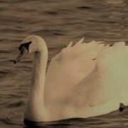 The Swan Пабло Казальс