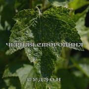 Черная Смородина Гудзон