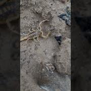 Scorpioni Plusma