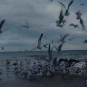 Черноморская Чайка Ансамбль