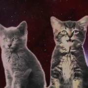 Коты Поют Мяу Мяу Мяу