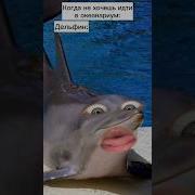 Разозлил Дельфина