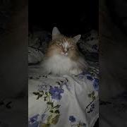 Я С Тобою Как Принцесса Королева Красоты