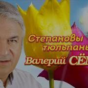 Степановы Тюльпаны Валерий Сёмин