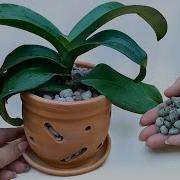 Orchidea Zvna