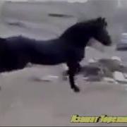 Азамат Төрехан Боз Жорға
