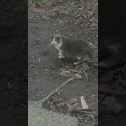 Бездомный Кот