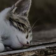 Музыка Для Кошки