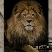 Нашид Львы Таухида