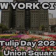Tulip Usa Live