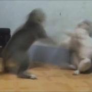 Ora Ora Muda Muda Cat