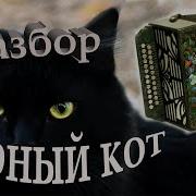 Черный Кот На Гармошке