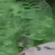 Bear Chases A Man For A Piece Of Pizza Zach Memes